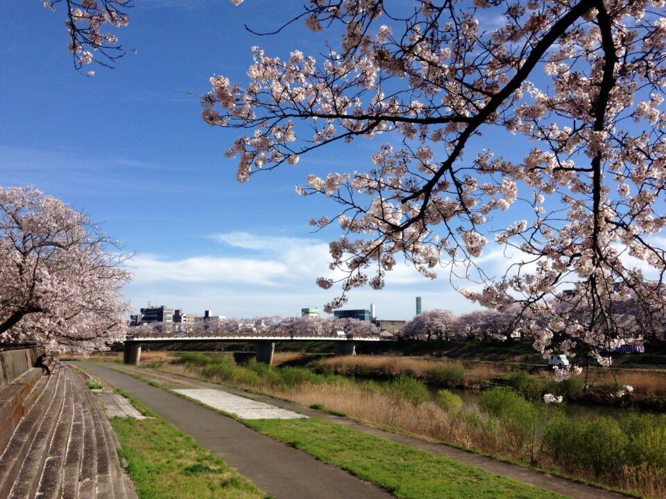 桜の季節に、コロニアル屋根のリフォーム事例