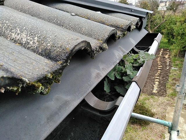 坂井市で雨樋清掃の事例です