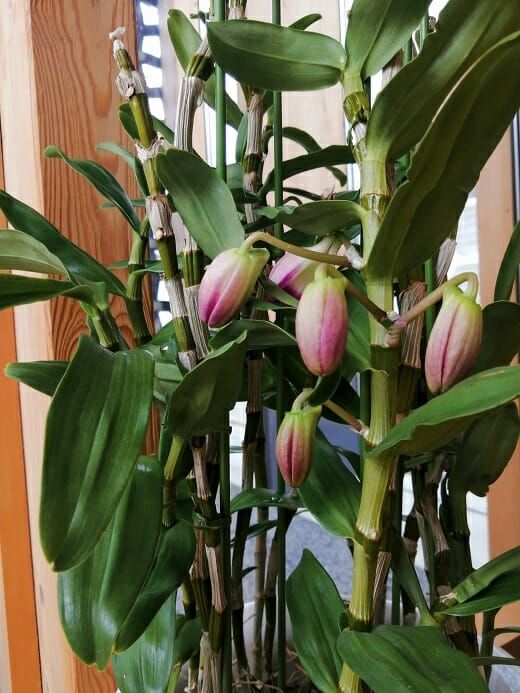 胡蝶蘭の芽が出てきました。